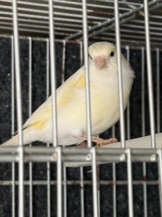 femea canaria saudavel