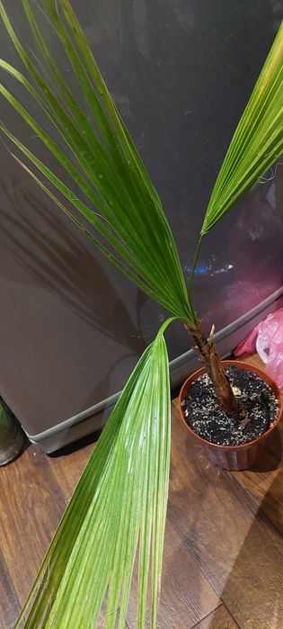 Спатифиллум Нью Ван,пальма веерная,диффенбахия тропик.