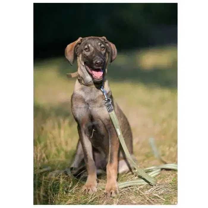 Активный дружелюбный щенок, пес