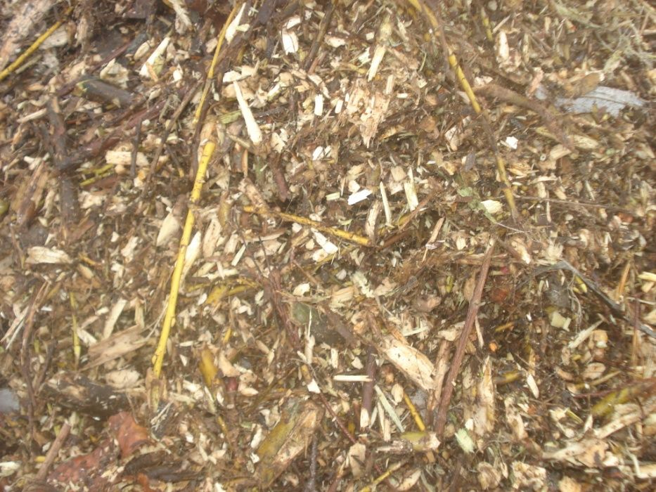 zrębki z drzew iglastych