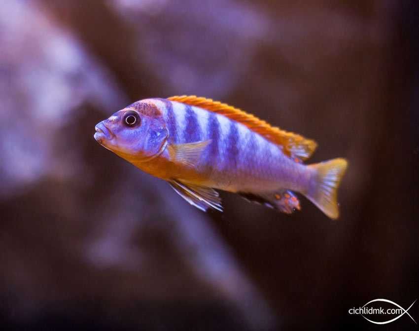 MISIEKZOO Pyszczaki - Pyszczak Hongi / W ofercie 25 gatunków