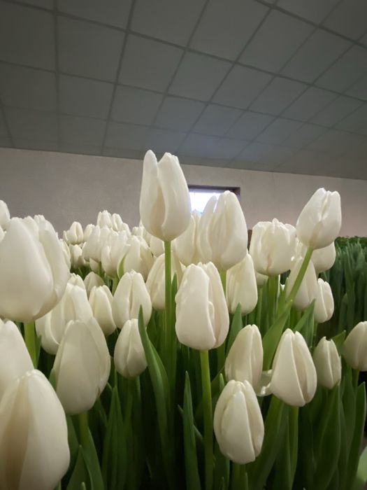 Тюльпани опт/роздріб