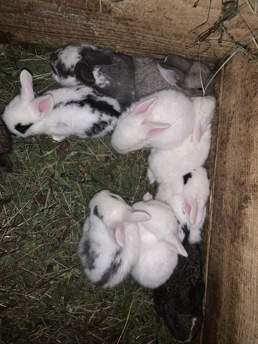 Продам або |ОБМІНЯЮ кроликів