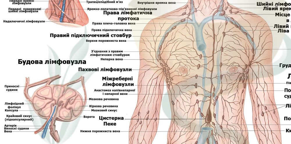 Анатомічний плакат ,,Лімфатична система ''50*64.5см