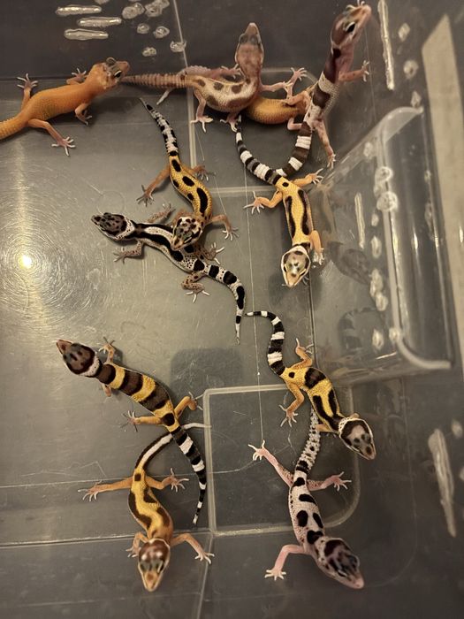 Młode gekony Lamparcie