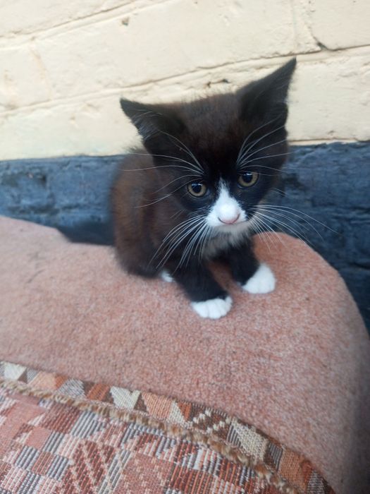 Відам котяь чорний хлопець сіра дівчинка .