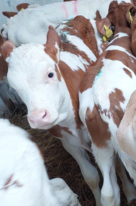 Byczki mięsne cielęta