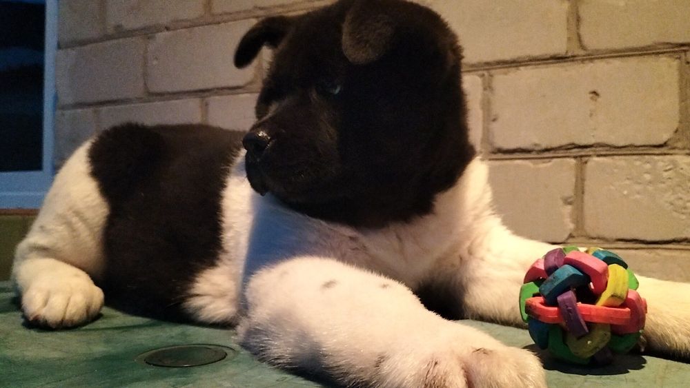 Американські Акіти з питомника