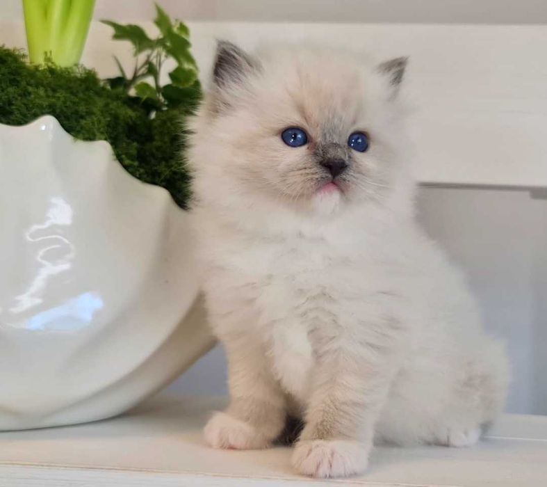 Kotka Ragdoll blue mitted z rodowodem