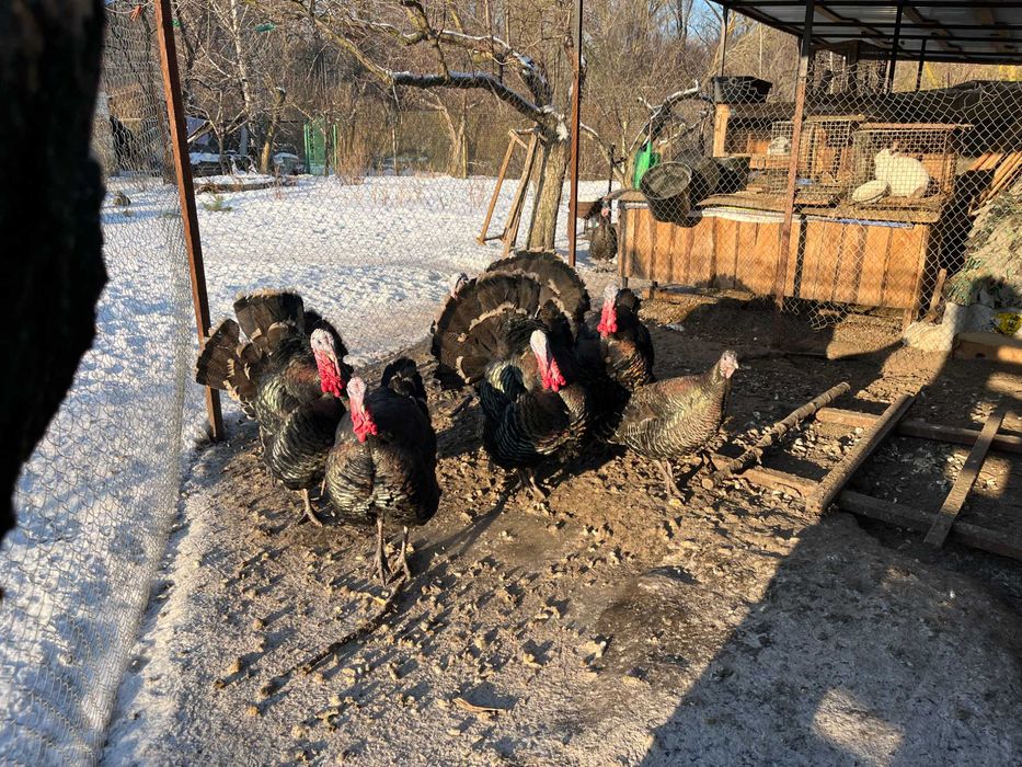 Молоді індикі на розвід, самці
