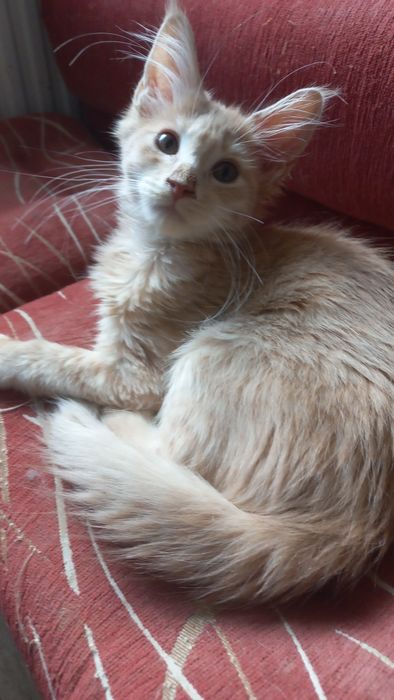 Kocurek Maine Coon