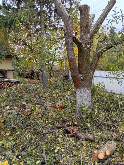 Зрізання дерев, порізка на дрова, розчистка