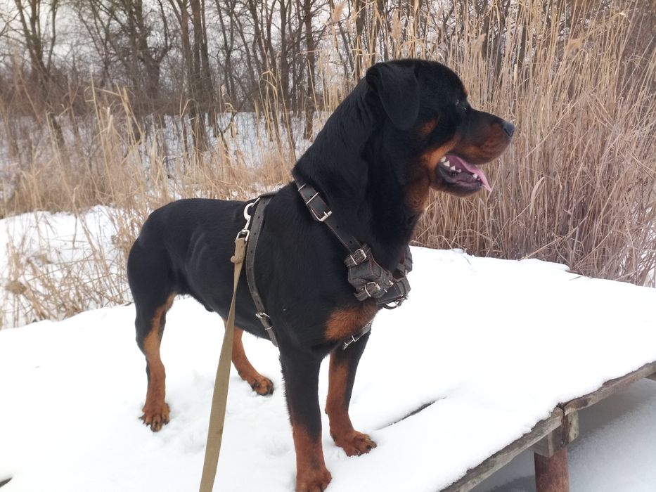 Ротвейлер для вязки