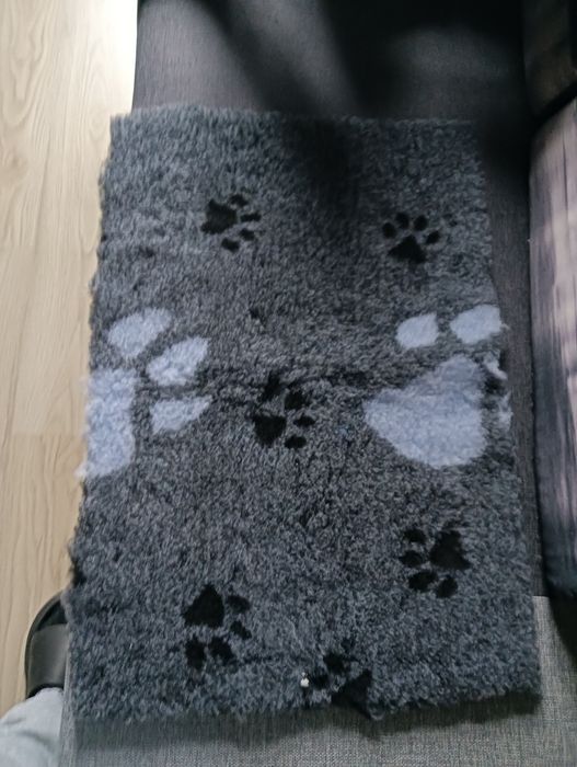 Świnka morska dlugowlosa