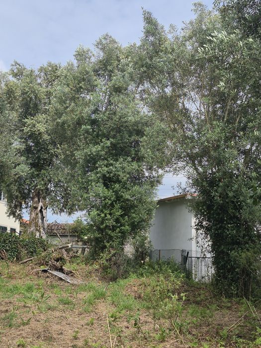 3 oliveiras Centenárias