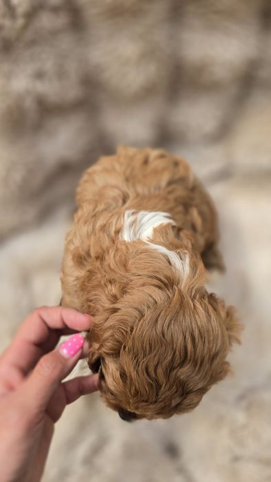 Piesek cavapoo f1  do odbioru koniec lipca