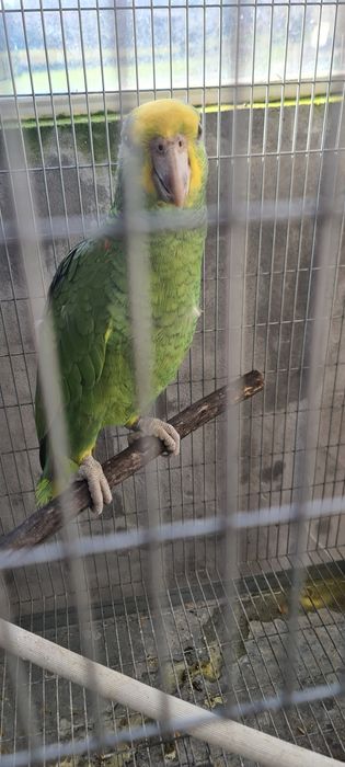 Oratrix e marianinha