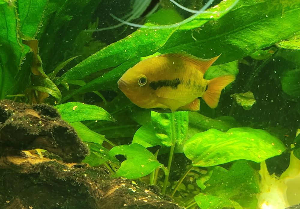 Sprzedam młode pielęgnice miodowe