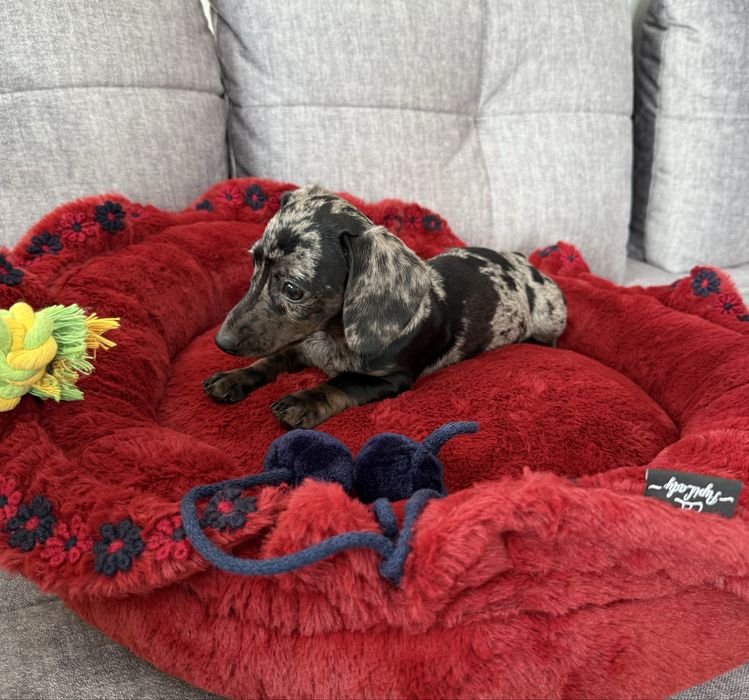 Jamnik Miniaturowy sunia blue merle Mimi