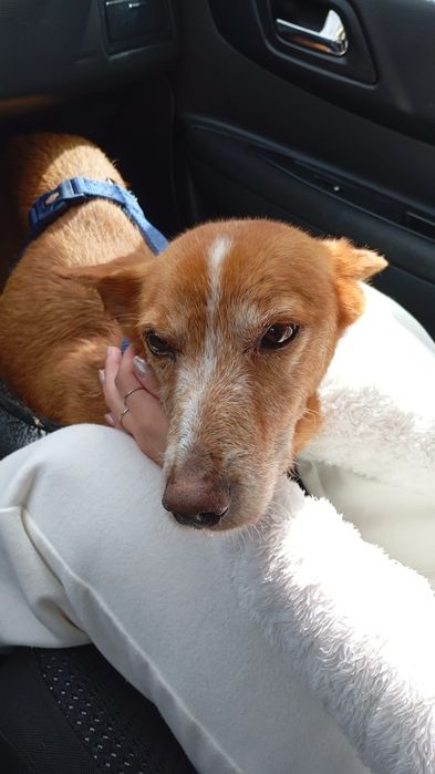 Caozinho com 5 aninhos para adopção