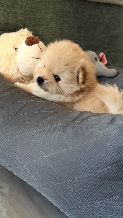 Померанский шпиц