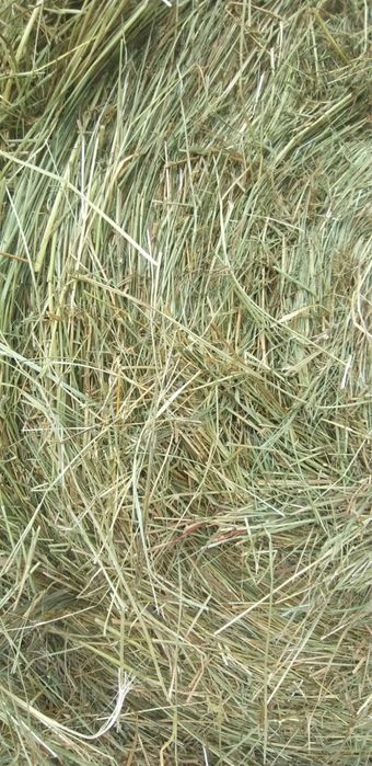 Siano dla koni / krów. Hurtowe ilości + transport w całej Europie