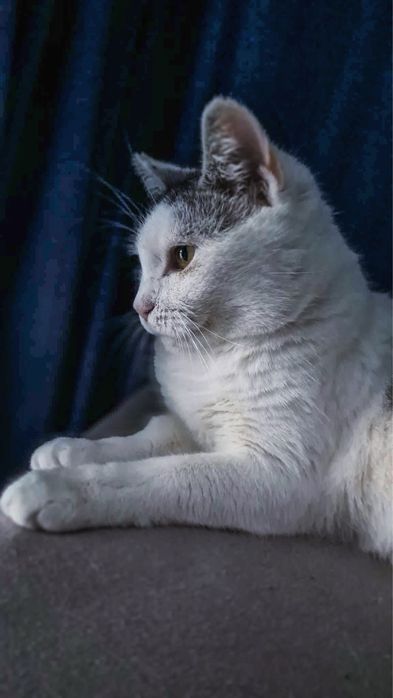 Kochana kotka szuka swojego nowego domu