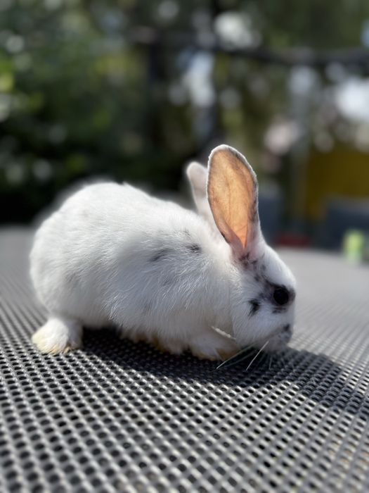 Śliczne króliczki szukają domku