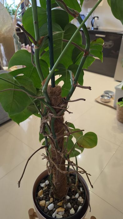 Monstera variegata