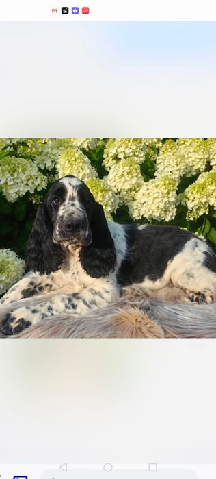 Springer Spaniel Angielski FCI Astrid