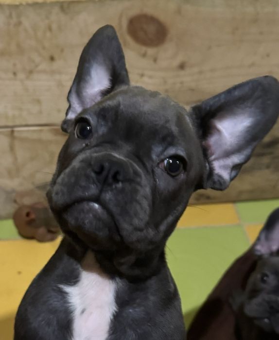 Французький бульдог