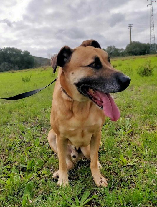 Milagre - cão grande para adoção