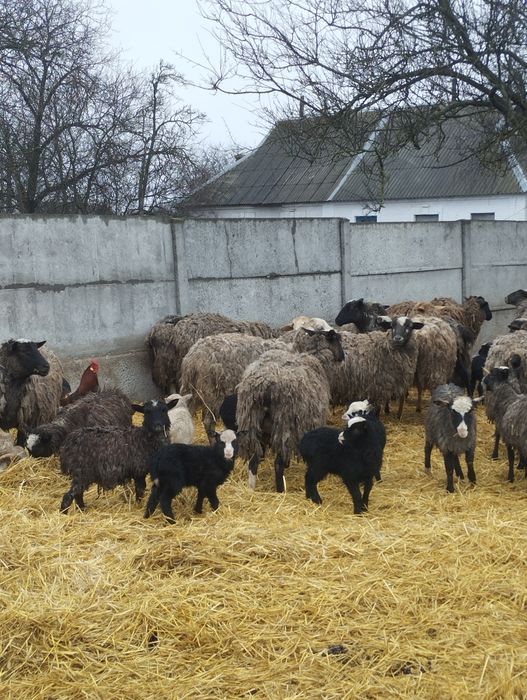 Продам баранів..