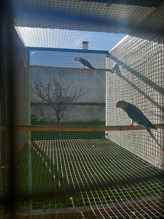 Ring necks cobalto cc