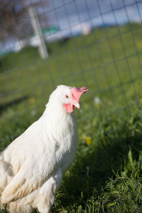 Kurki kokoszki nioski Tetra biała jak leghorn dostawa Gratis