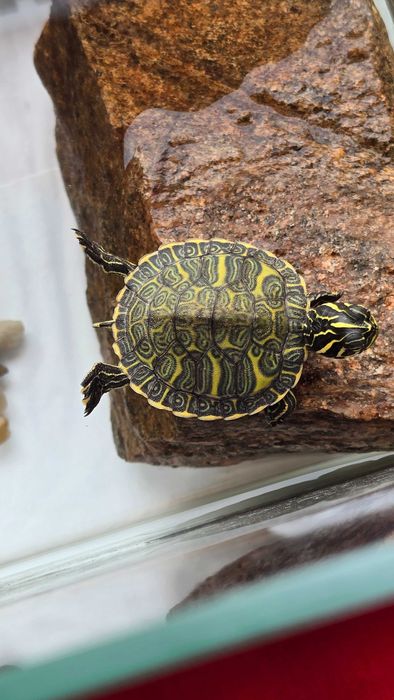 Żółŵ z calym wyposazeniem