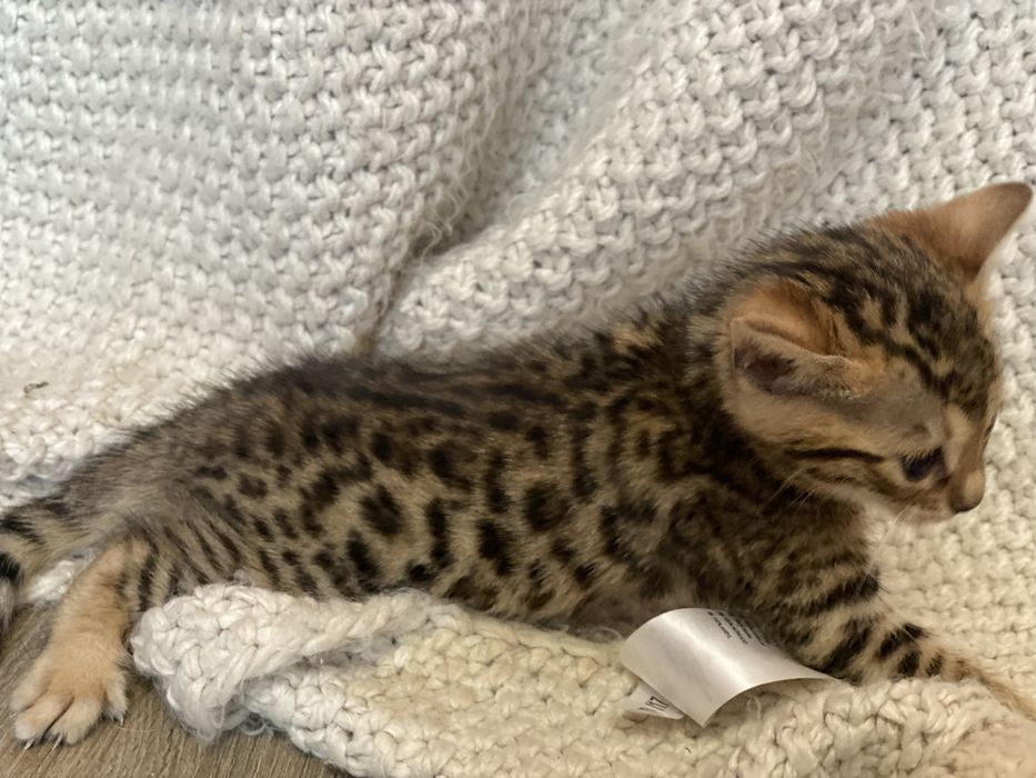 Найкрасивіші бенгали