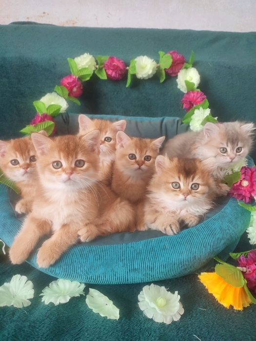 Британская золотая шиншилла, котёнок британец
