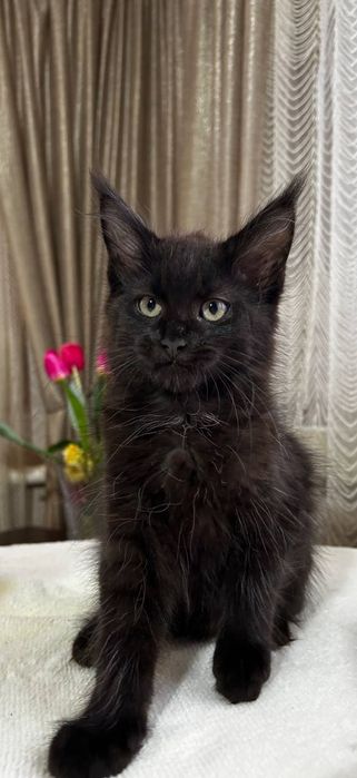 Кішечка породи Мейн Кун