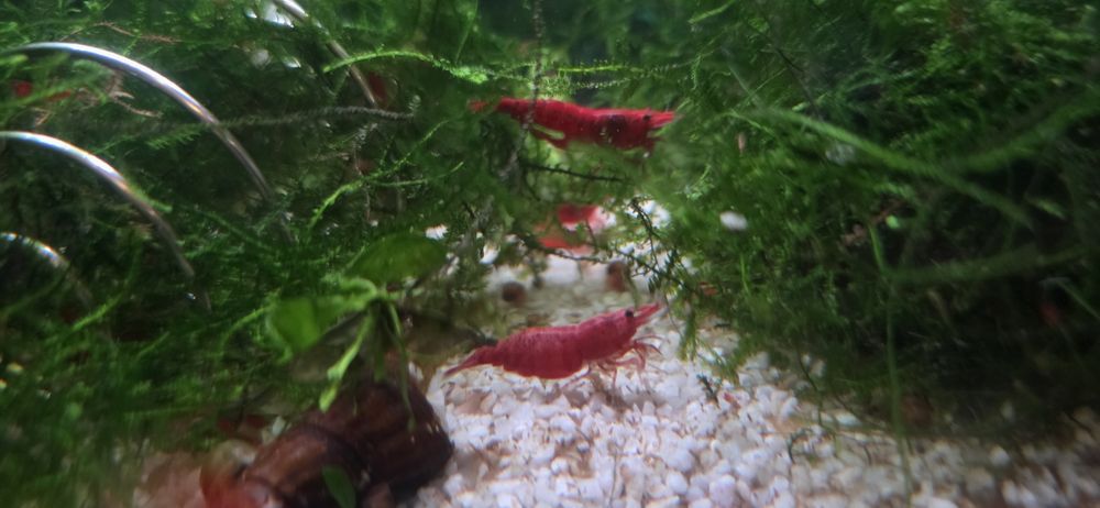 Neocaridina Bloody Mary, Painted Red Fire - Matrizes Importadas e Selecionadas