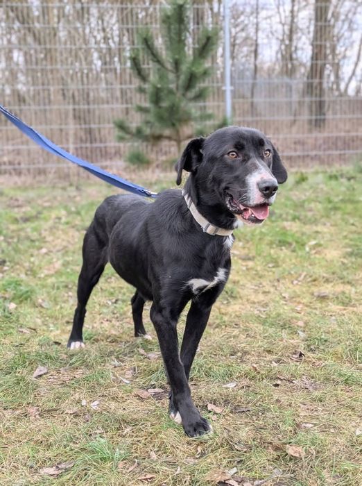 Tristan duży pies o cudownym sercu do adopcji!