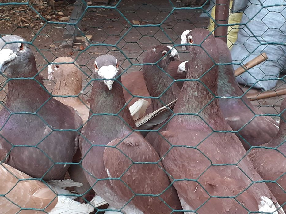 staropolskie czerwone