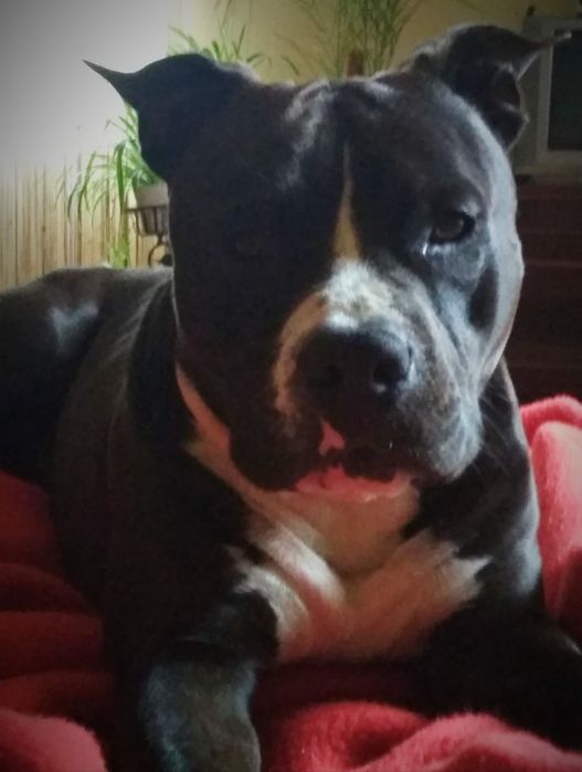 Американський стафордшир-тер'єр для вязки.Стафф.Амстаф