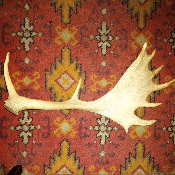 Продам ріг лося в хорошому стані