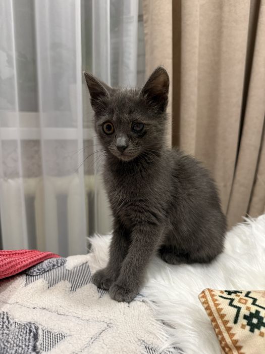 Киця 3 місяці котеня