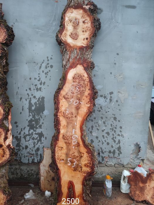 Кап капова тополя