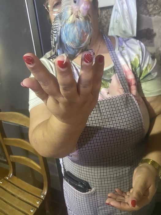 Vendo piriquito jovem