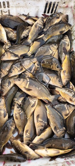 Narybek Amur, karp, lin, karp koi, kroczek