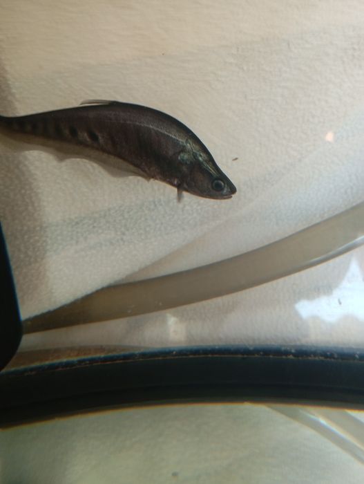 Tenho aqui um peixe faca palhaço para trocar ou venda