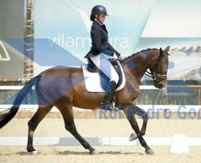 Égua muito mansa e bem treinada no Algarve